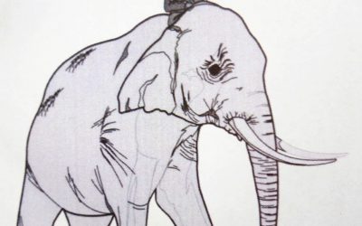 An Evening of Elephant Racing